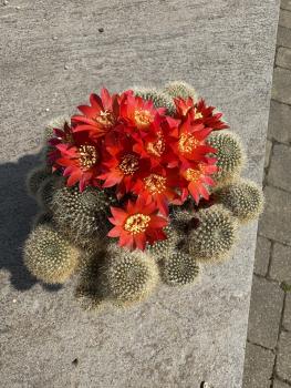 Rebutia rot
